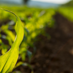 João Eustáquio De Almeida Junior analisa se a agricultura regenerativa é o futuro e como novos modelos produtivos estão a transformar o meio rural.