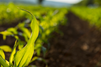 João Eustáquio De Almeida Junior analisa se a agricultura regenerativa é o futuro e como novos modelos produtivos estão a transformar o meio rural.